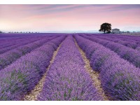Komar vlies fotótapéta Provence 400 cm x 260 cm