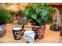Kávénövény cserépátmérő: kb. 12 cm
