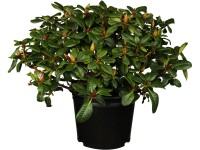 OBI törpe alpesi rózsa OBI törpe alpesi rózsa