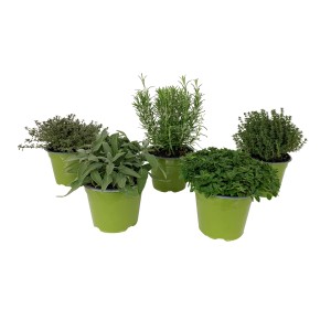GROW by OBI olasz fűszerkeverék kakukkfűvel, oregánóval, rozmaringgal és zsályával zöld cserepekben.