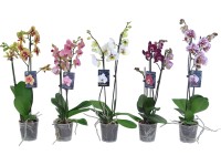 Lepkeorchidea válogatás kb. 55-70 cm Phalaenopsis