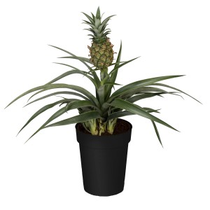 GROW by OBI Ananász növény 'Candido' fekete cserépben, kb. 12 cm Ø.