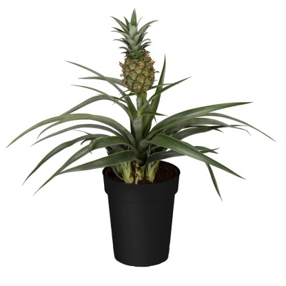 GROW by OBI Ananász növény 'Candido' fekete cserépben, kb. 12 cm Ø.