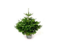 Fenyő cserépben nordmann 60 cm - 80 cm Fenyő cserépben nordmann 60 cm - 80 cm