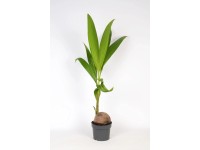 Kókuszpálma cserépátmérő: kb. 19 cm Cocos nucifera