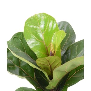 Cserepes Ficus Lyrata Bambino (Geigenfeige), kb. 35 cm magas, nagy, fényes levelekkel.