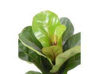 GROW by OBI Lantlevelű fikusz magassága kb. 35 cm cs.átm.: kb. 12 cm GROW by OBI Lantlevelű fikusz magassága kb. 35 cm cs.átm.: kb. 12 cm