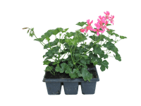 Muskátli futó vegyes szín 6pack Muskátli futó vegyes szín 6pack