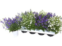 GROW by OBI törpe lobélia kék cserép átmérője kb. 13 cm 