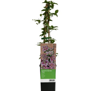 Cserepes Waldrebe Piilu: Rózsaszín-lila Clematis hibrid, ideális kerítésekhez és rácsokhoz.