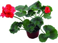 Muskátli futó piros 9 cm Muskátli futó piros 9 cm