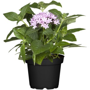 GROW by OBI Pentas lanceolata cserépben, finom, világos lila virágokkal.