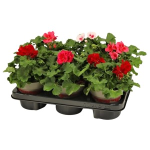 Geranium Calliope színválaszték cserépben, különböző színek, ideális erkélyre és kertbe.