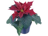 Mini mikulásvirág különböző színekben cserépátmérő: kb. 6 cm Euphorbia pulche