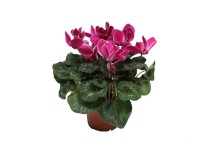 Ciklámen kb: 13 cm cserépben Ciklámen kb: 13 cm cserépben