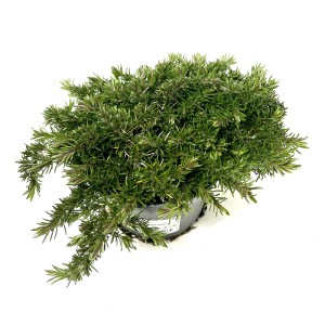 Zöld pázsitviola (lángvirág) cserépben, kb. 22 cm magas.