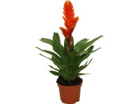 Bromélia különböző fajták cserépátmérő: kb. 9 cm (Bromelia)