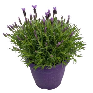 Lila GROW by OBI Levendula (Lavandula stoechas) cserépben, kb. 30-50 cm magas.