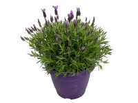 GROW by OBI levendula lila magasság kb. 30 - 50 cm Lavandula stoechas