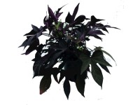 Hajnalka (Ipomoea) fehér 12 cm cserépben Hajnalka (Ipomoea) fehér 12 cm cserépben