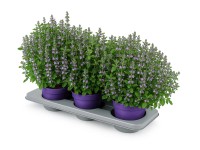 GROW by OBI pereszlény (Calamintha) T15