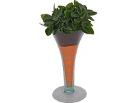 Kompozíció törpeborssal trombita alakú vázában cserépátmérő: kb. 16 cm Kompozíció törpeborssal trombita alakú vázában cserépátmérő: kb. 16 cm