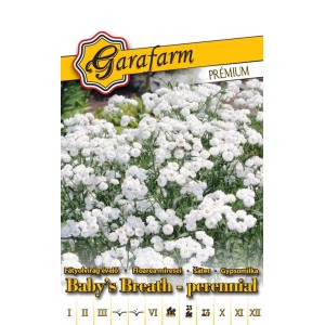 Kiszerelés fátyolvirág 'Baby's Breath' magok, fehér virágok.