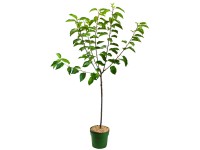 GROW by OBI GROW by OBI