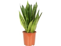 Anyósnyelv (Sanseveria) Moonshine cserépátmérő: kb. 14 cm