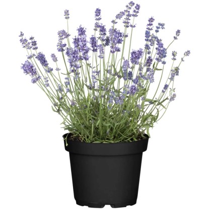 OBI levendula, cserépátmérő kb. 17 cm, Lavandula angustifolia