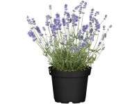 OBI levendula, cserépátmérő kb. 17 cm, Lavandula angustifolia