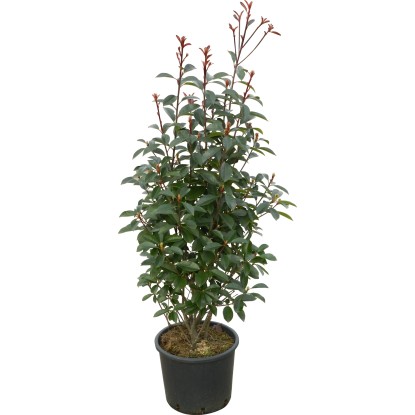 OBI korallberkenye "Red Robin" magassága kb. 100-125 cm, cserepe kb. 15 l Photin