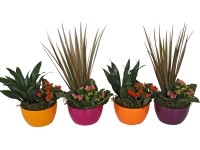 Zöld- és virágos növényekből álló kompozíció kerámiában cserépátmérő: kb. 13 cm