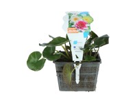 Tavirózsa trió cserépátmérő: kb. 18 cm Nymphea Tavirózsa trió cserépátmérő: kb. 18 cm Nymphea