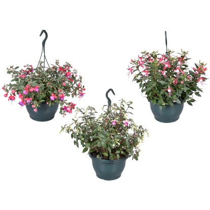 Fukszia függő cserépben választható színben cserépátmérő kb. 25 cm