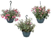 Fukszia függő cserépben választható színben cserépátmérő kb. 25 cm