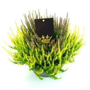Csarab Colour Crown cserépben, sárga-lila Calluna vulgaris, erkélyre és kertbe.
