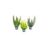Beauty Ladies Skyline csarab mini cserépátmérő 6 cm Calluna vulgaris többszínű Beauty Ladies Skyline csarab mini cserépátmérő 6 cm Calluna vulgaris többszínű