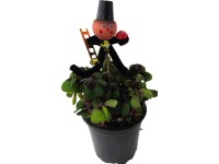 Négylevelű madársóska (Oxalis) kéményseprővel cserépátmérő: kb. 9 cm