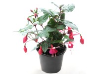 Fuchsia álló Fuchsia álló