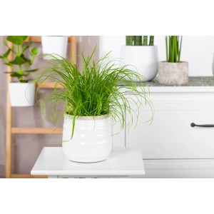 GROW by OBI macskamenta cserépben, átlevelű szittyópálma Cyperus alternifolius zumula, asztalon
