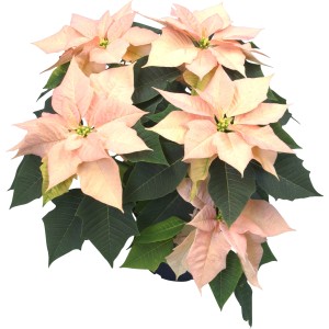 Lazacszínű Mikulásvirág, cserép kb. 21 cm, Euphorbia pulcherrima.