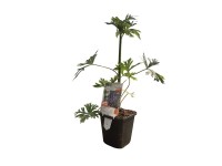 OBI őszi sisakvirág OBI őszi sisakvirág