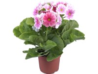 Szobai kankalin mix Szobai kankalin mix