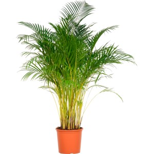 Aranypálma (Areca) cserépben, kb. 140-150 cm magas. Szobanövény zöld levelekkel és sárga szárakkal.