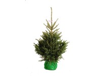 Kék ezüstfenyő cserépben 100 cm - 125 cm Kék ezüstfenyő cserépben 100 cm - 125 cm