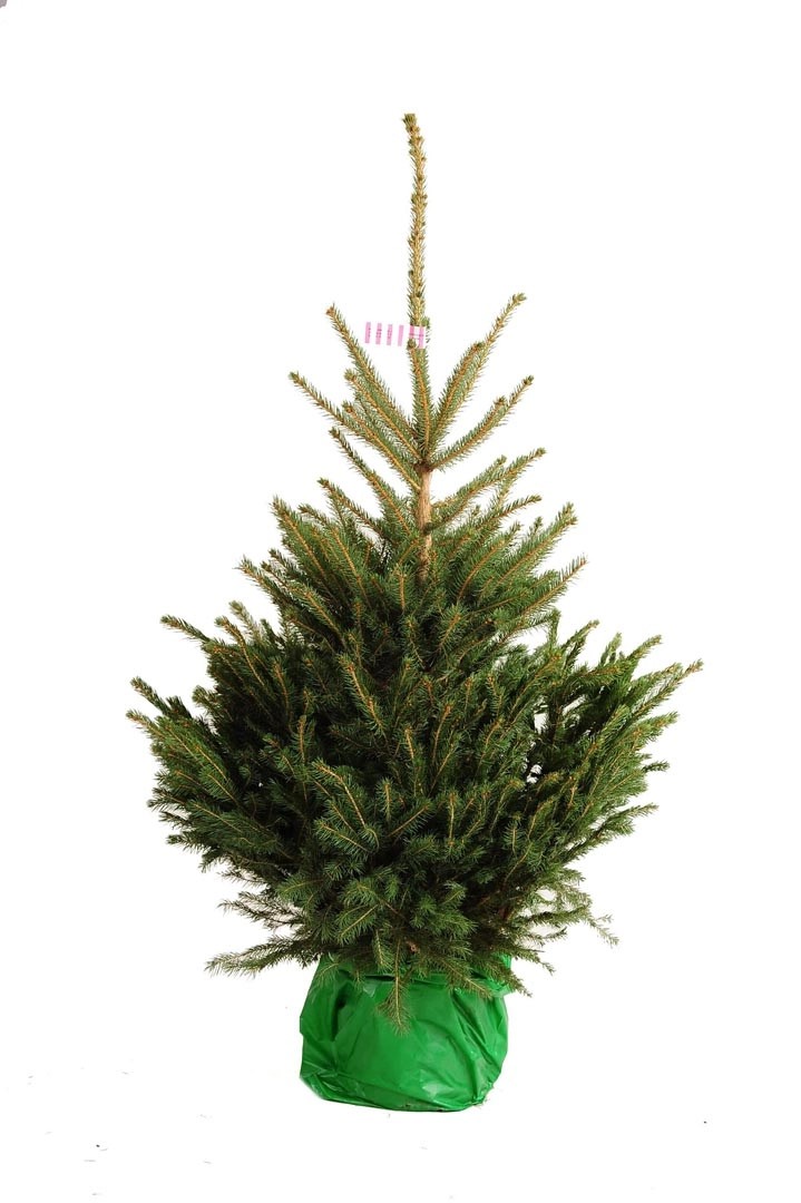 Correa De Acoplamiento RDA NVA Gris - Ajustable De 100 Cm A 125 Cm, Para Perros O Usos Generales