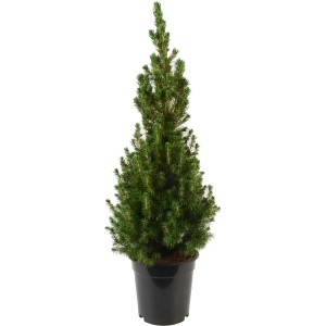 Conica lucfenyő cserépben, kb. 55-60 cm magas, világoszöld tűlevelek.