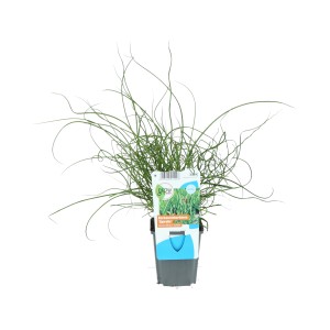 Spirálkás szittyó (Juncus effusus spiralis) cserépben, zöld, spirál alakú szárak.