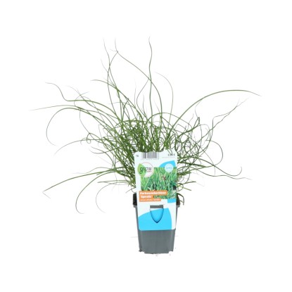 OBI csavart szittyó barna cserépátmérő: kb. 9 cm Juncus effusus spiralis
